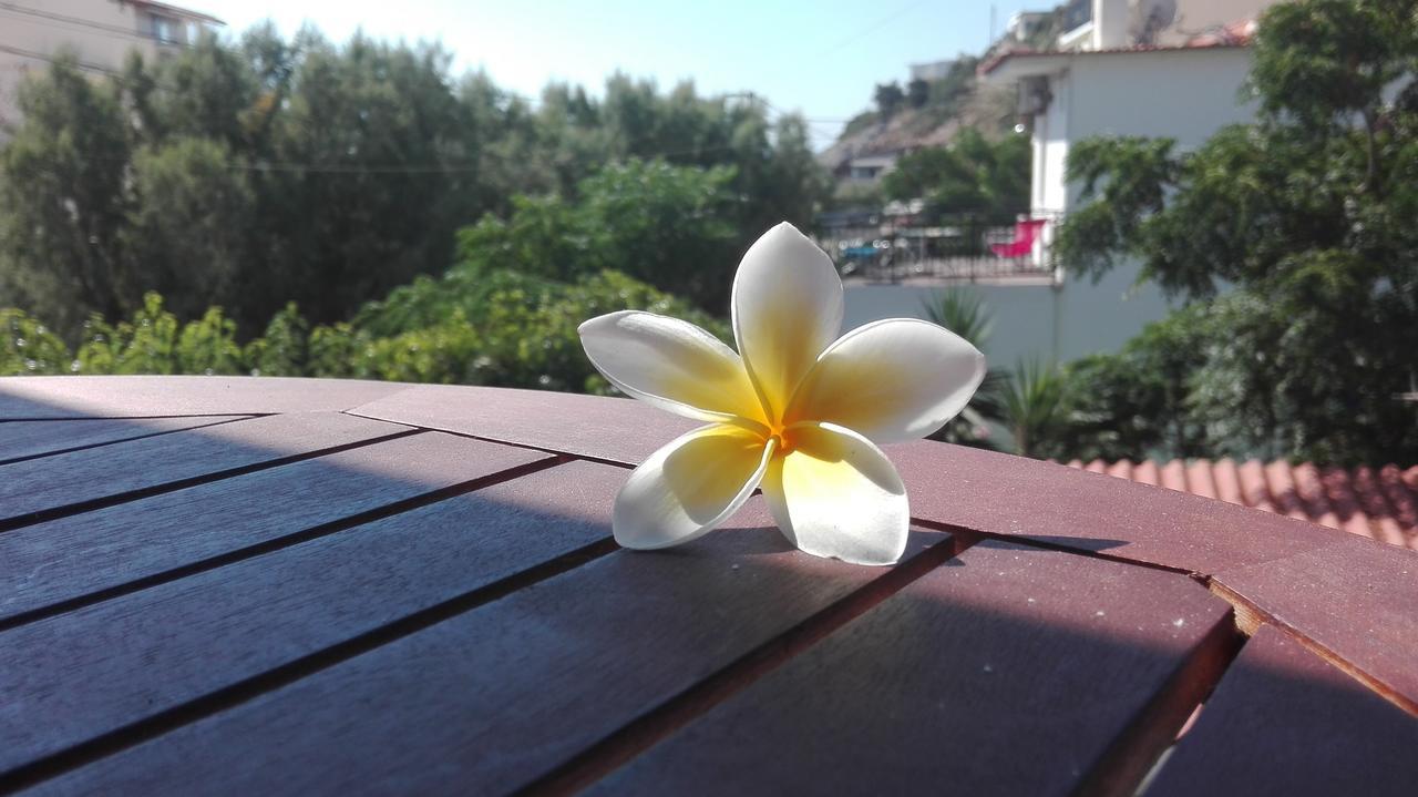 Plumeria Flowery Apartment Agios Kirykos  Exterior photo